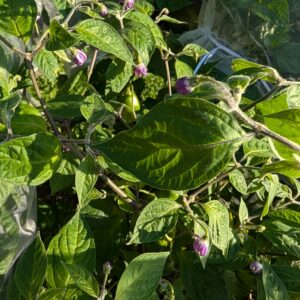 Aji Lucento Rocoto