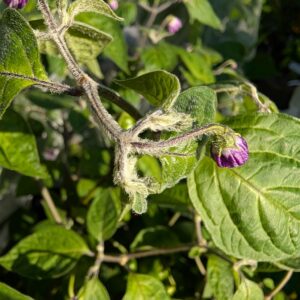 Aji Lucento Rocoto pepper seeds