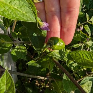 Aji Lucento Rocoto
