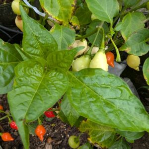 Fading Buckeye pepper
