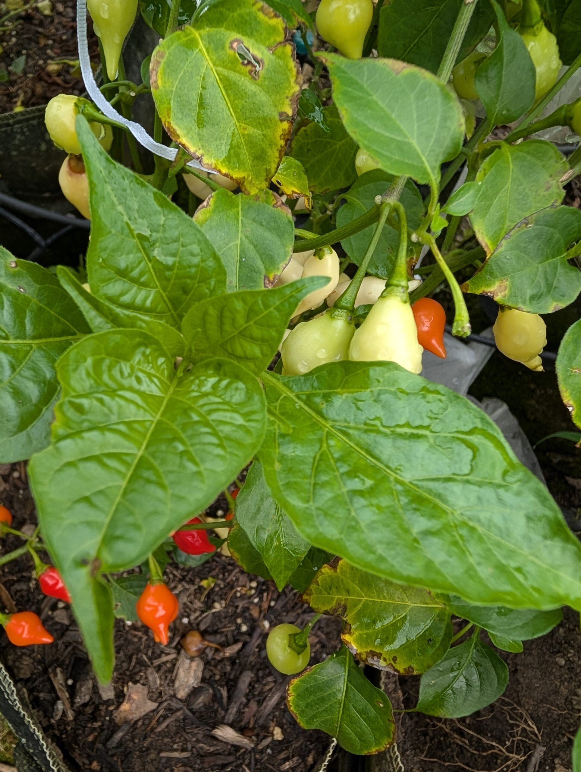 Fading Buckeye pepper