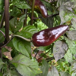 Puma pepper