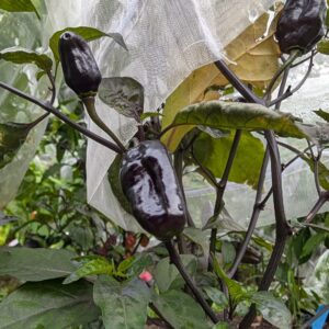 Puma pepper