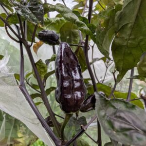 Puma pepper
