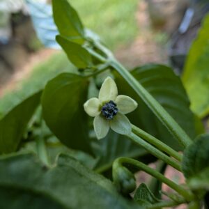 Wiri Wiri Pepper
