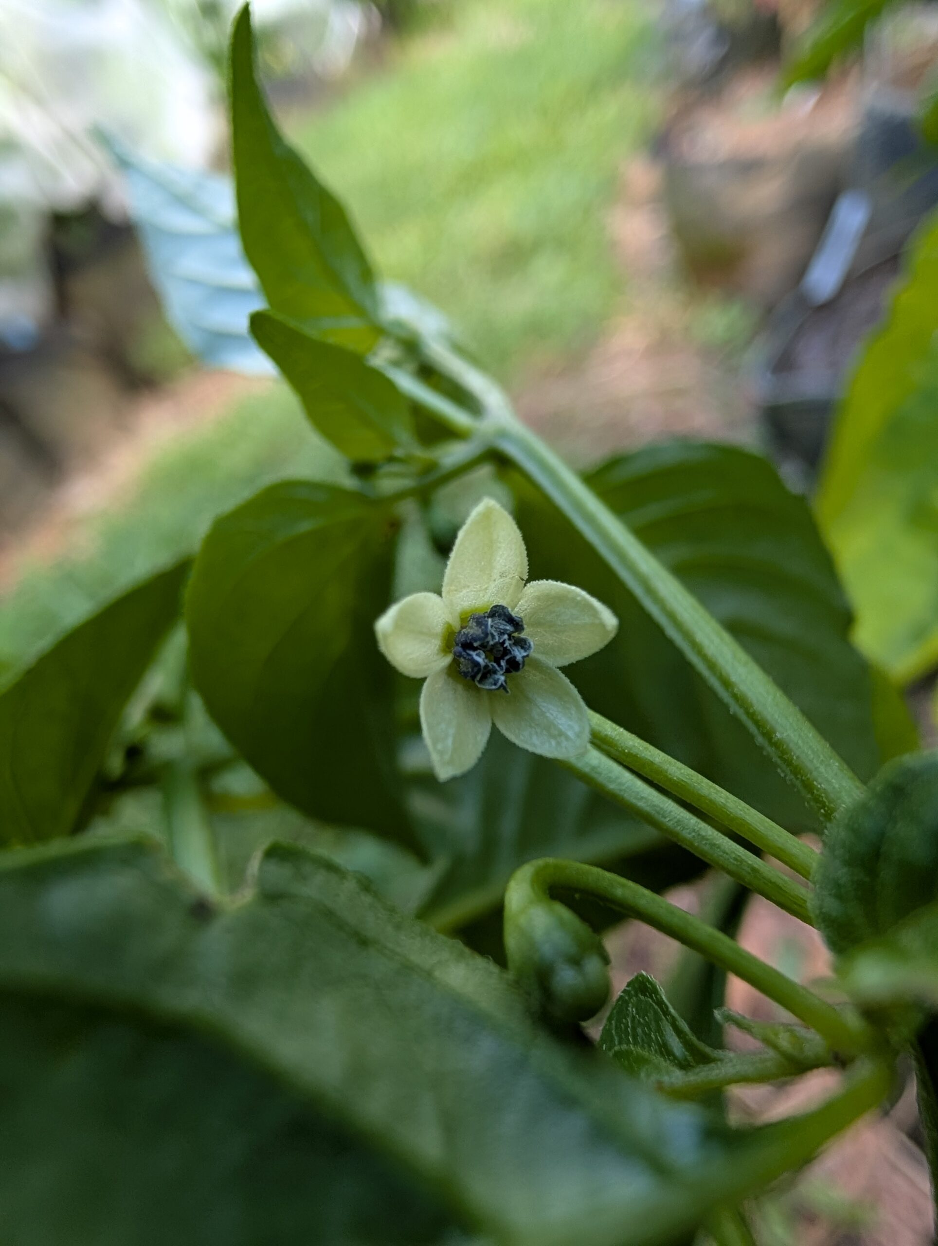 Wiri Wiri Pepper