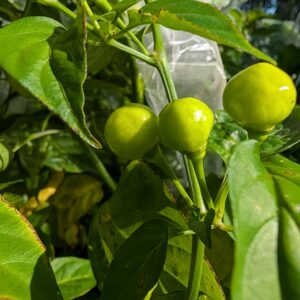 Wiri Wiri pepper