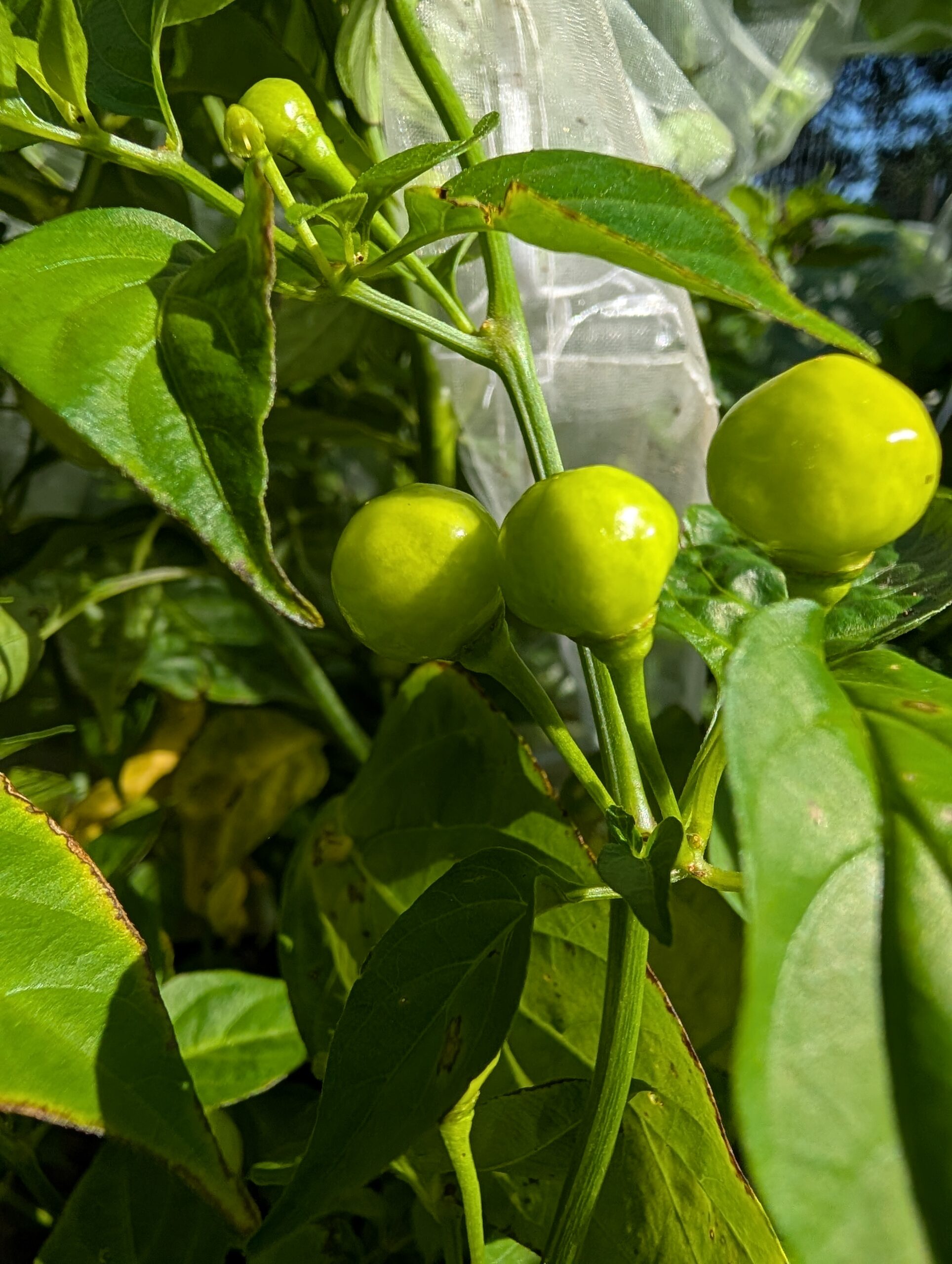 Wiri Wiri pepper