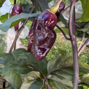 Bonda Ma Jaques Purple pepper
