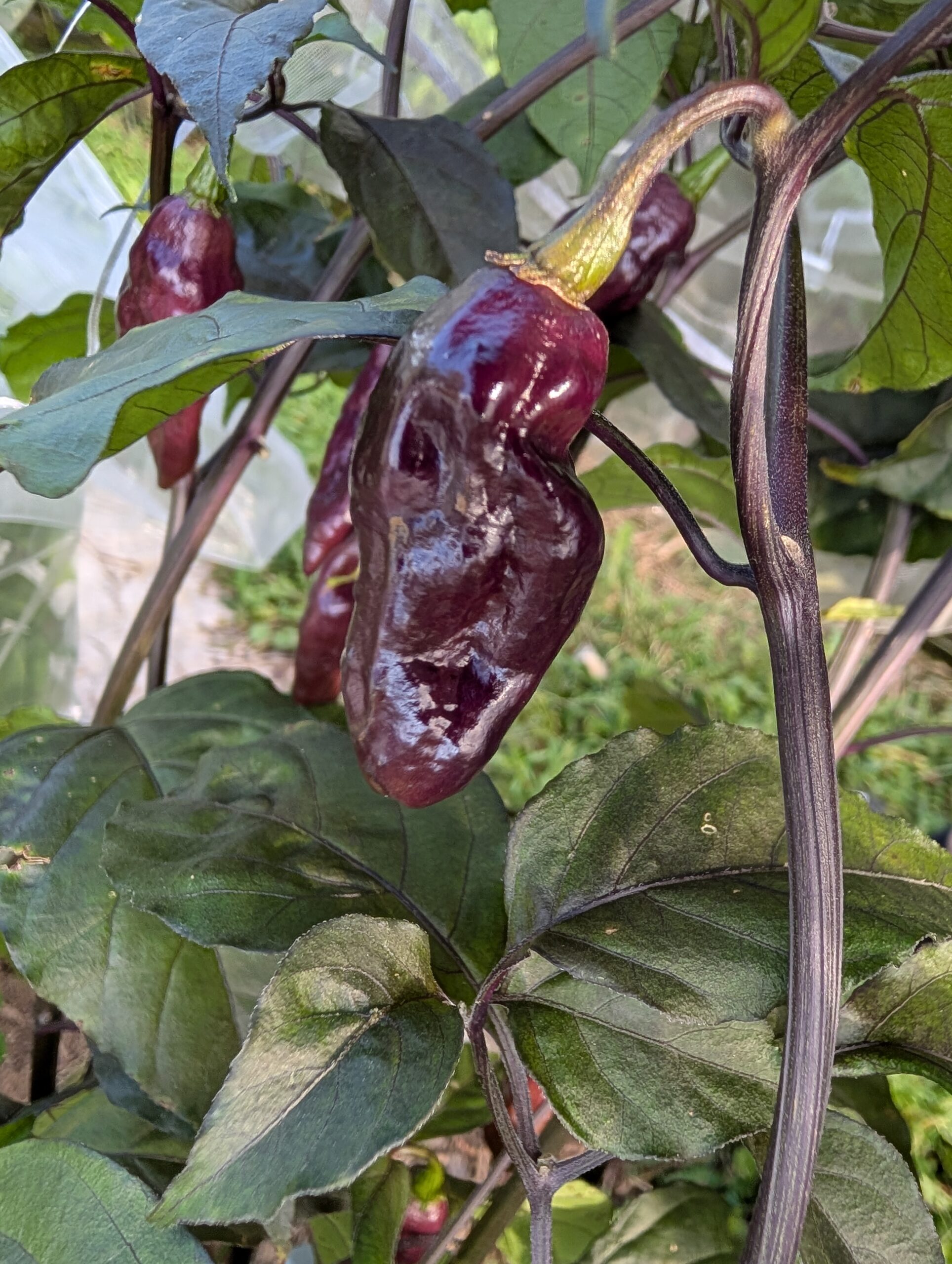 Bonda Ma Jaques Purple pepper