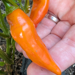 Sugar Drop Orange