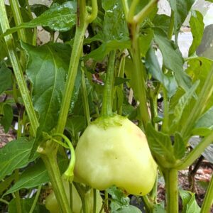 cream fantasy pepper