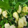 7 pot white pepper seeds