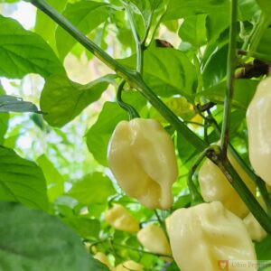 7 pot white pepper