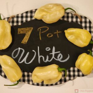 7 pot white pepper