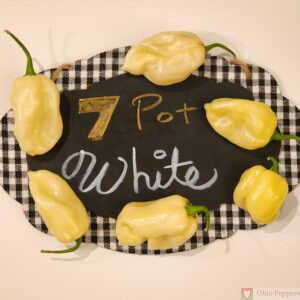 7 pot white pepper