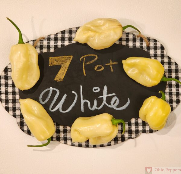 7 pot white pepper