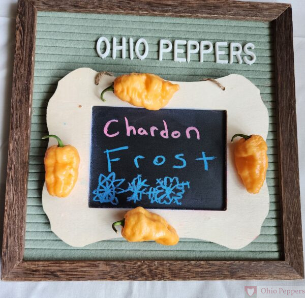 Chardon Frost Pepper