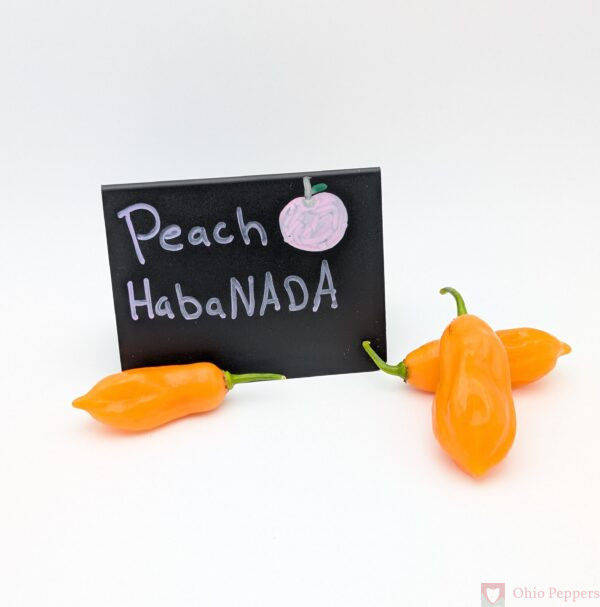 Habanada Peach, Long