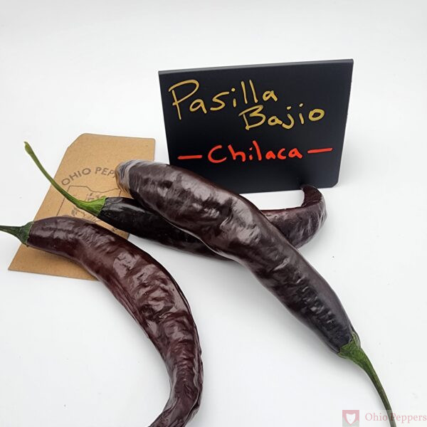 Chilaca | Pasilla