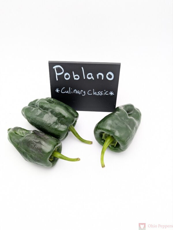 Poblano / Ancho