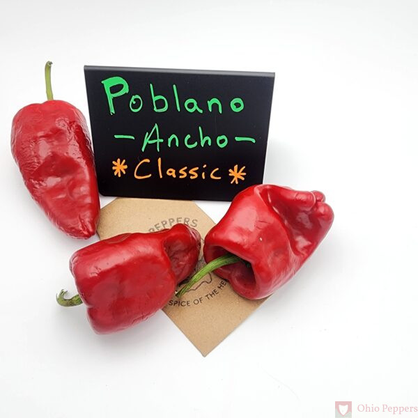 Poblano / Ancho - Image 3