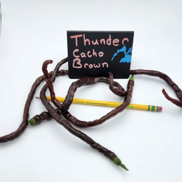 Thunder Cacho Brown