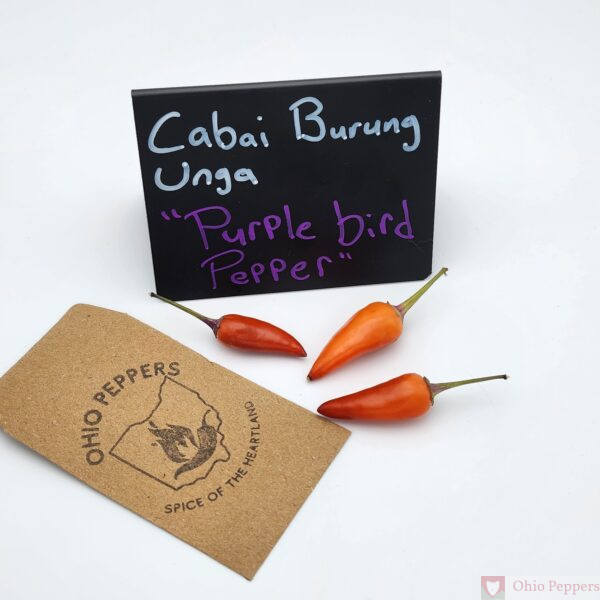 Cabai Burung Ungu