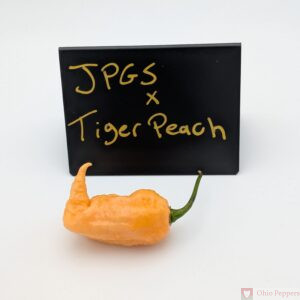 JPGS x Tiger Peach