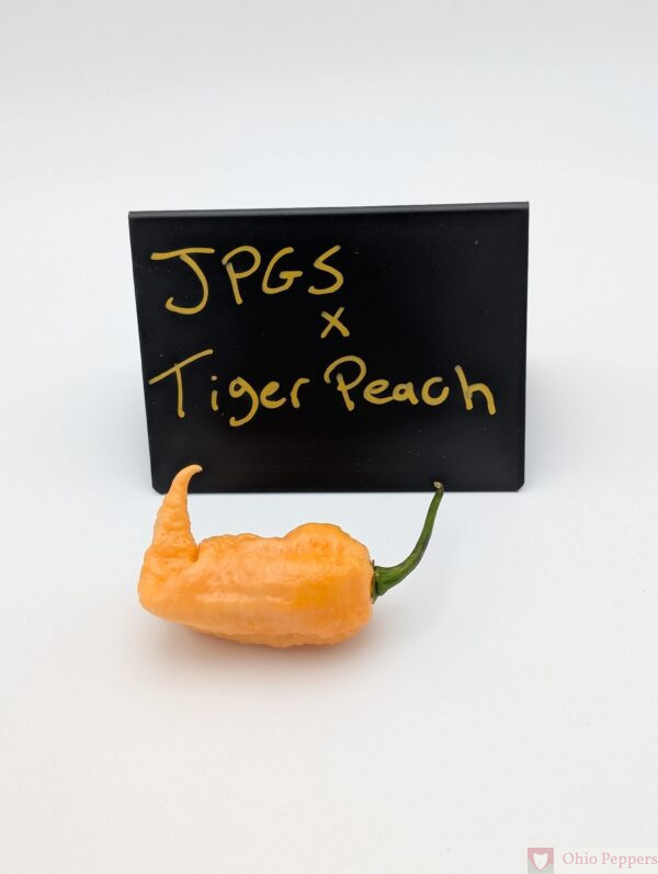 JPGS x Tiger Peach