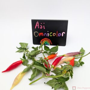 Aji Omnicolor pepper