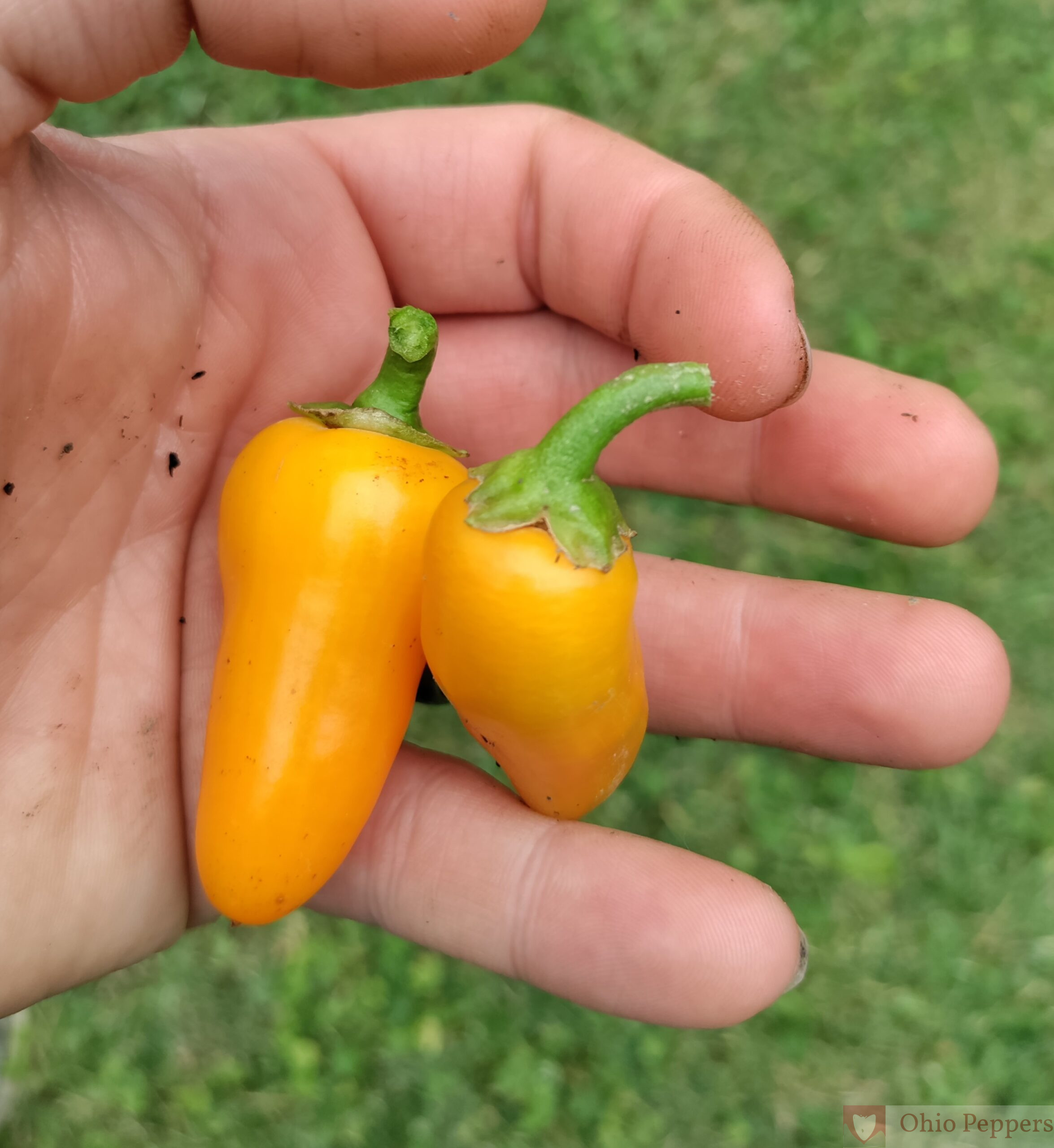 Yellow Lunch Box Pepper - Image 2