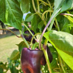 Lilac Bell Pepper
