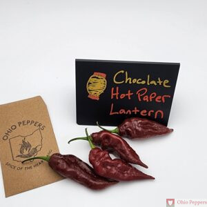 081 Chocolate Hot Paper Lantern