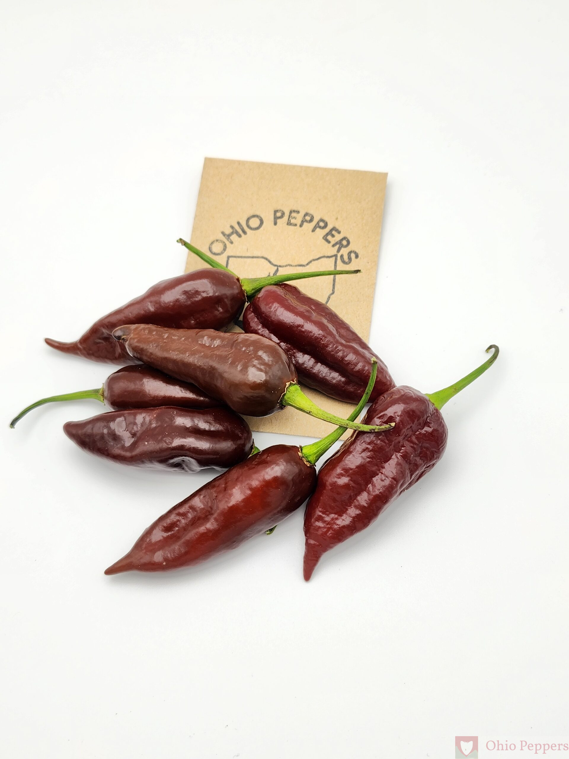 081 Chocolate Hot Paper Lantern