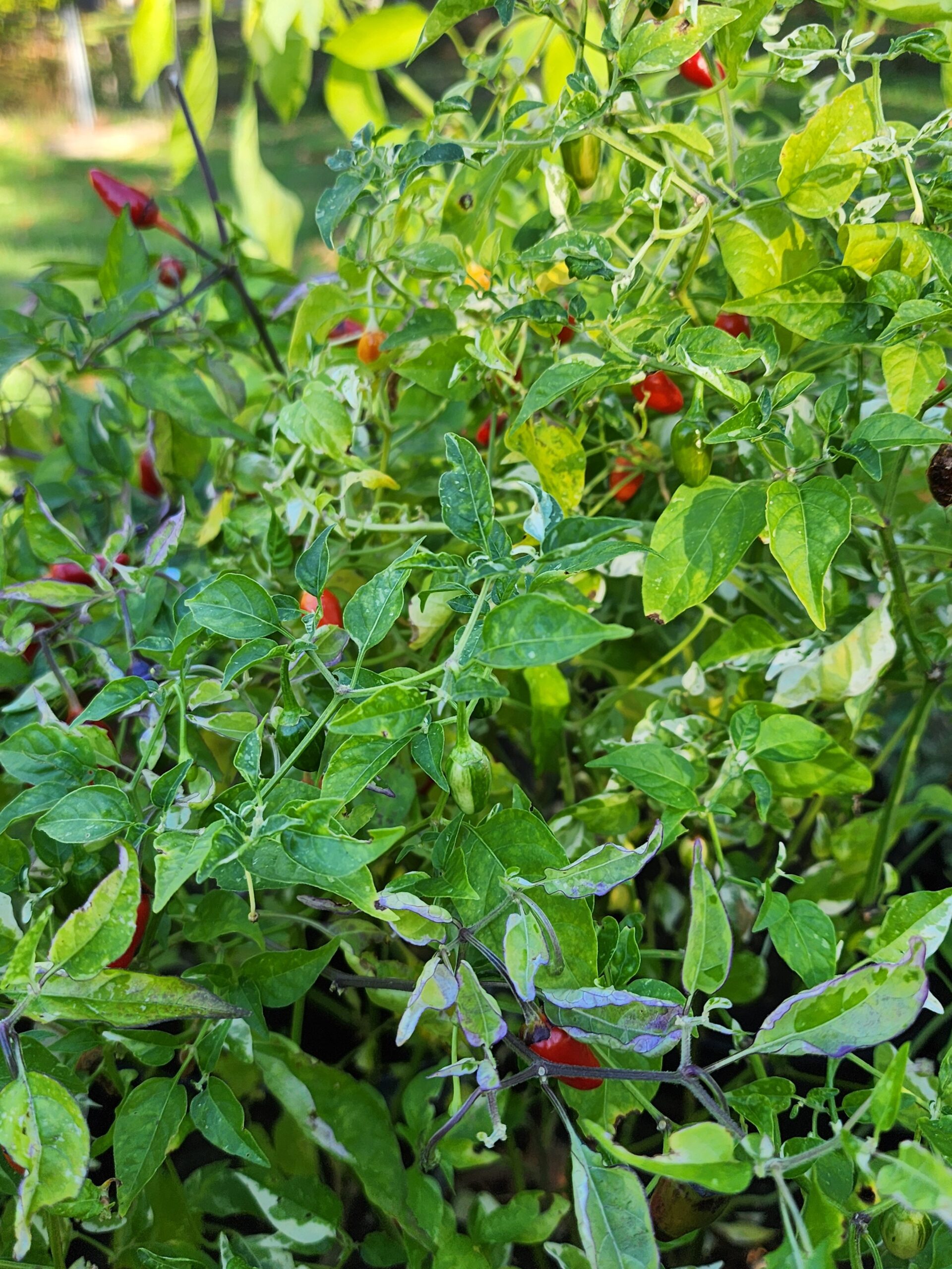 Variegated Pequin - Image 3