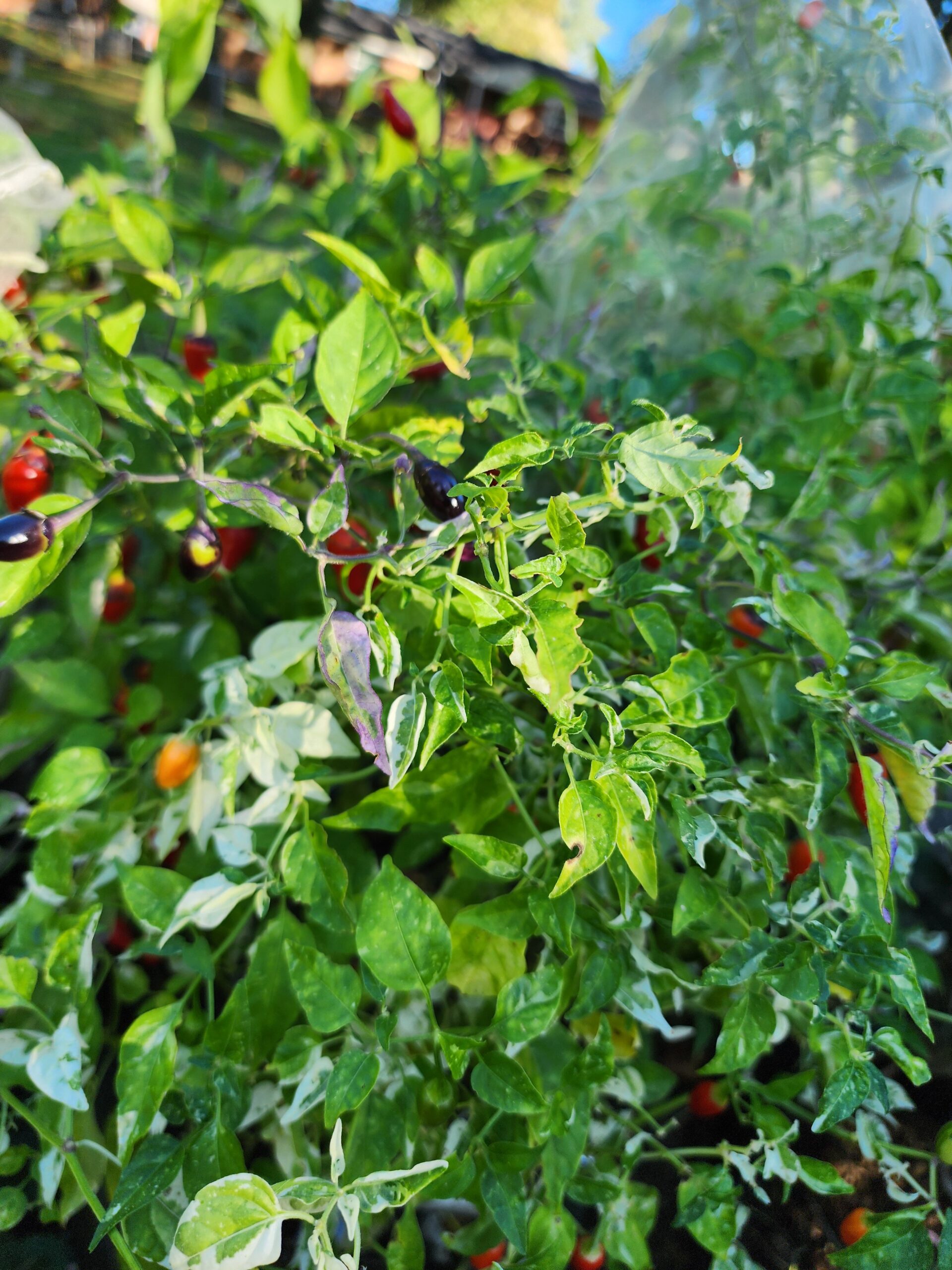 Variegated Pequin - Image 4