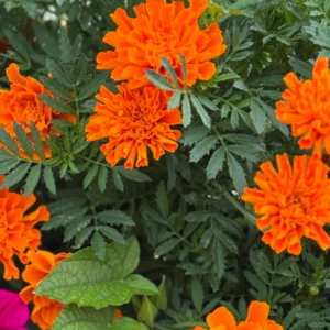 Marigolds