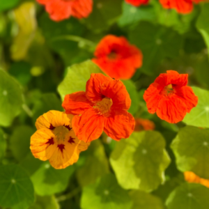 Nasturtium