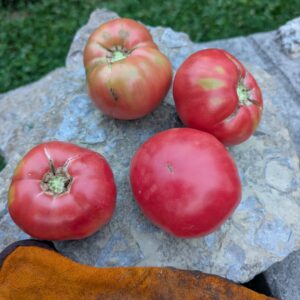 Cherokee Purple (Tomato)