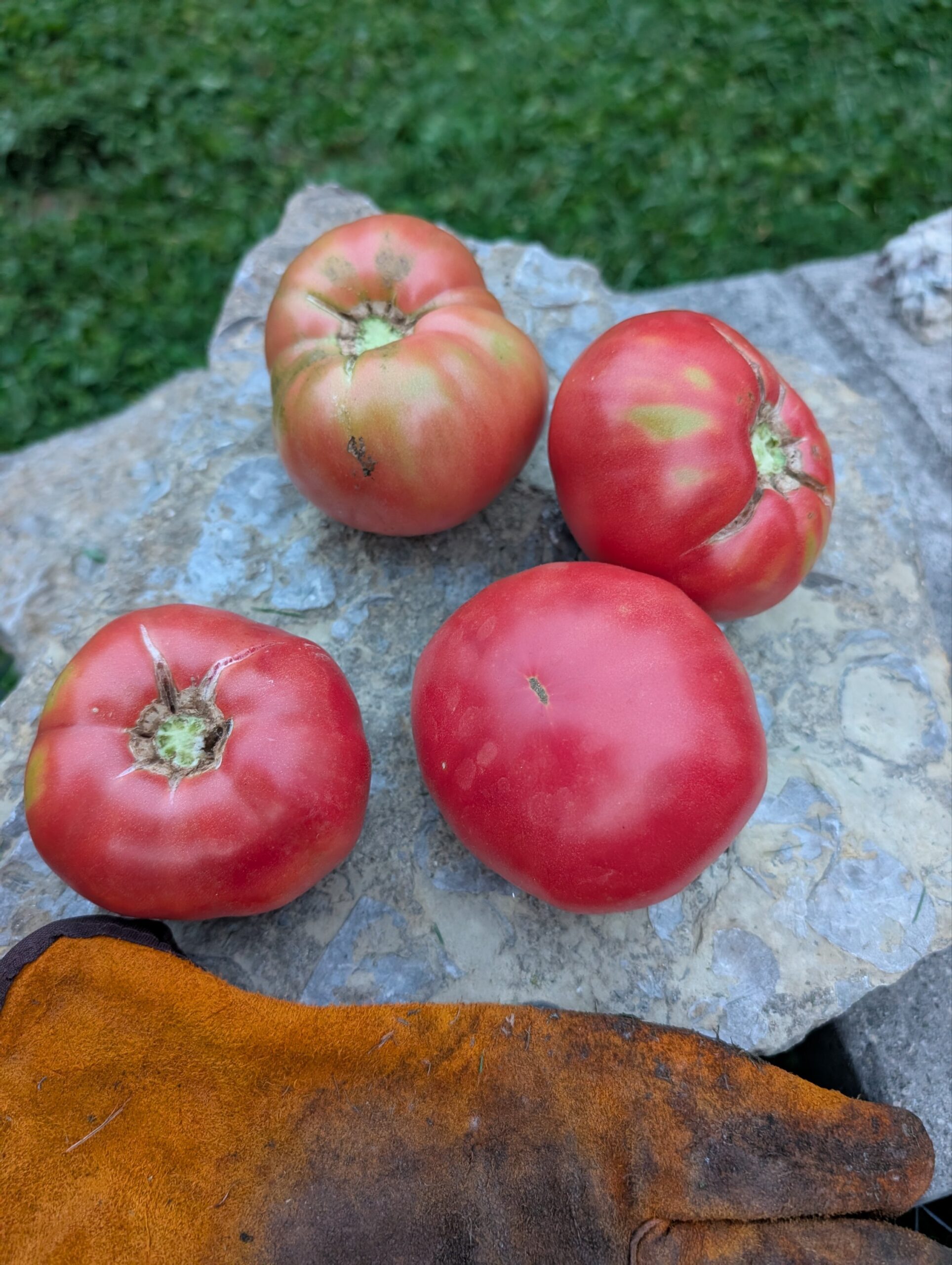 Cherokee Purple (Tomato)
