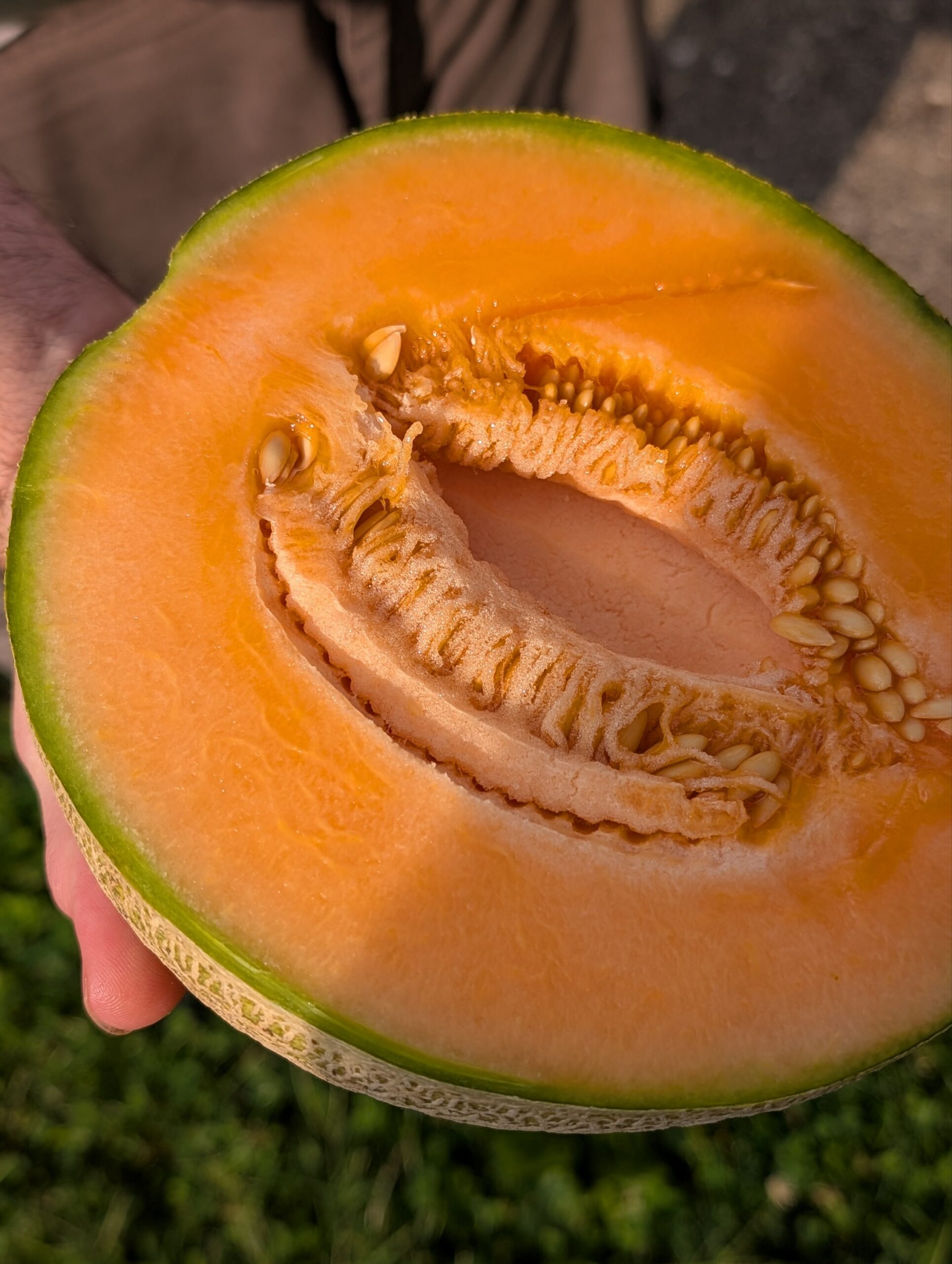 Cantaloupe, Hearts of Gold