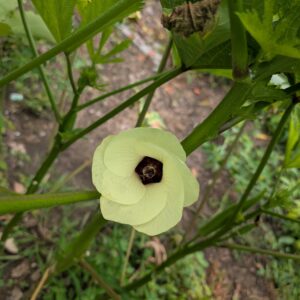 Okra flower