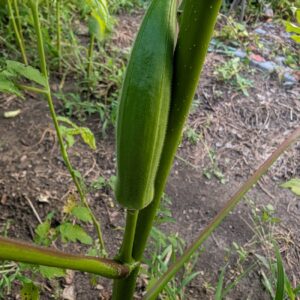 Okra pod growing