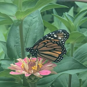 Monarch butterfly on a zinnia