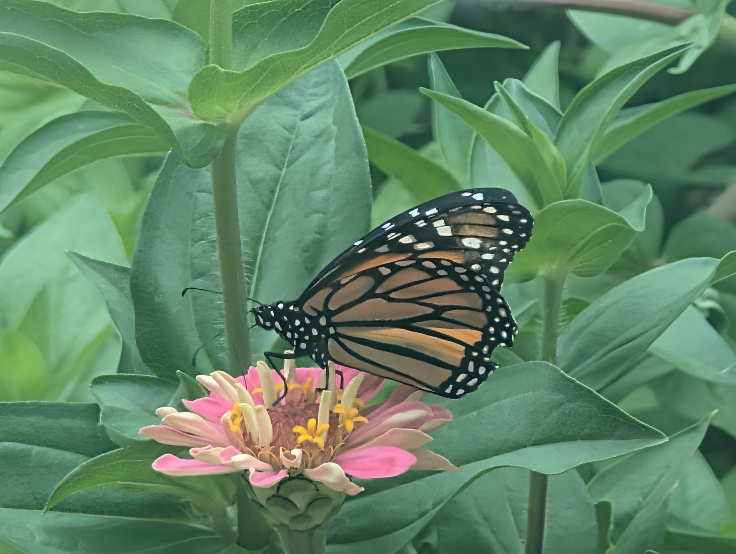 Monarch butterfly on a zinnia