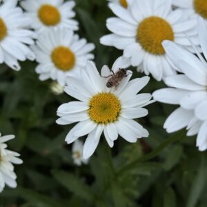 Shasta Daisy