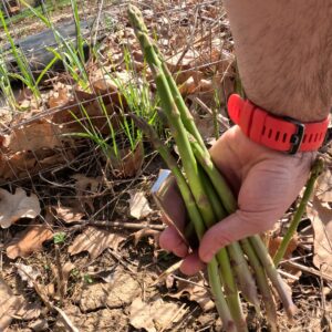Mary Washington Asparagus